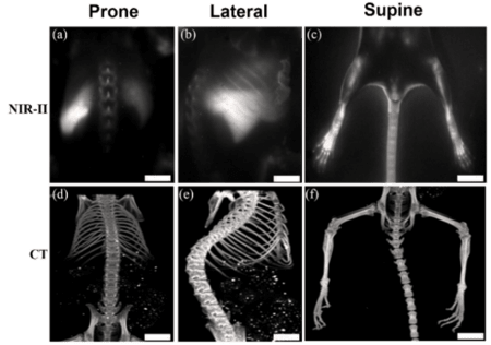 In Vivo Fluorescence Imaging-4.png