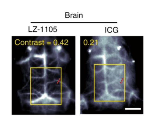 NIR-II Probes for In vivo Imaging-images-4.png