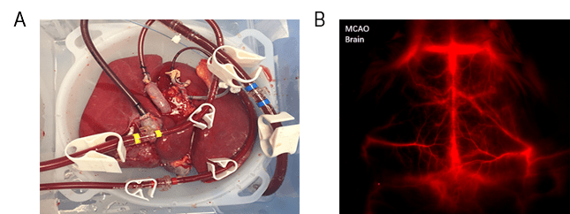 Optimizing Detection in Whole Animal In vivo Imaging_image_1.png