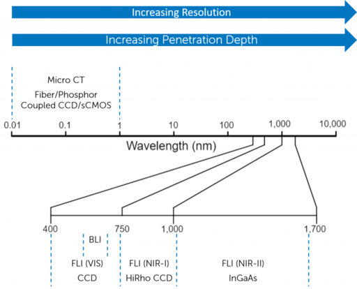 Optimizing Detection in Whole Animal In vivo Imaging_image_3.png