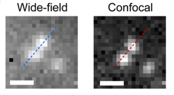 Widefield-Confocal-SDCLM-InGaas.png