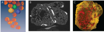 MCT-fig4-6-np-lava-PCL-TCP-PLA-sample-1024x319 (1).png