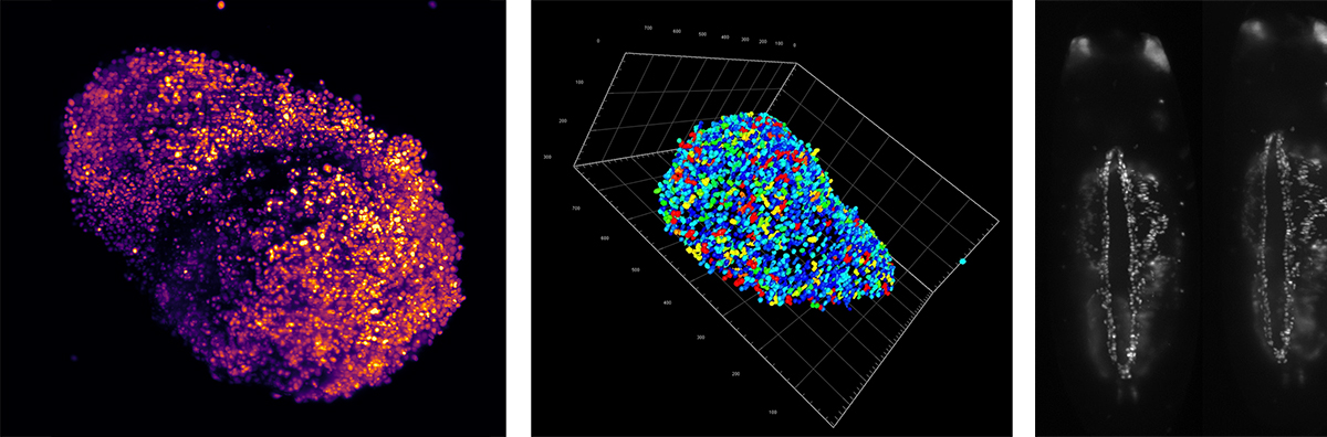 light-sheet-samples2.jpg