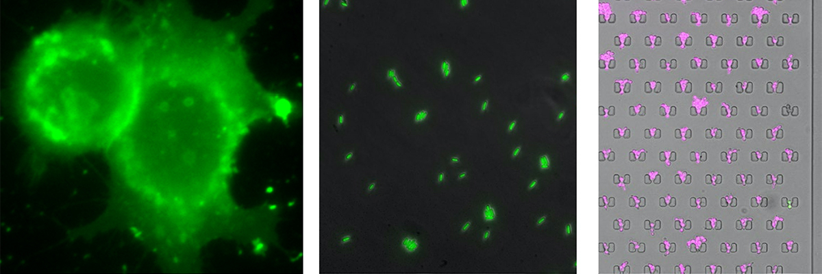 live-cell-samples1.jpg