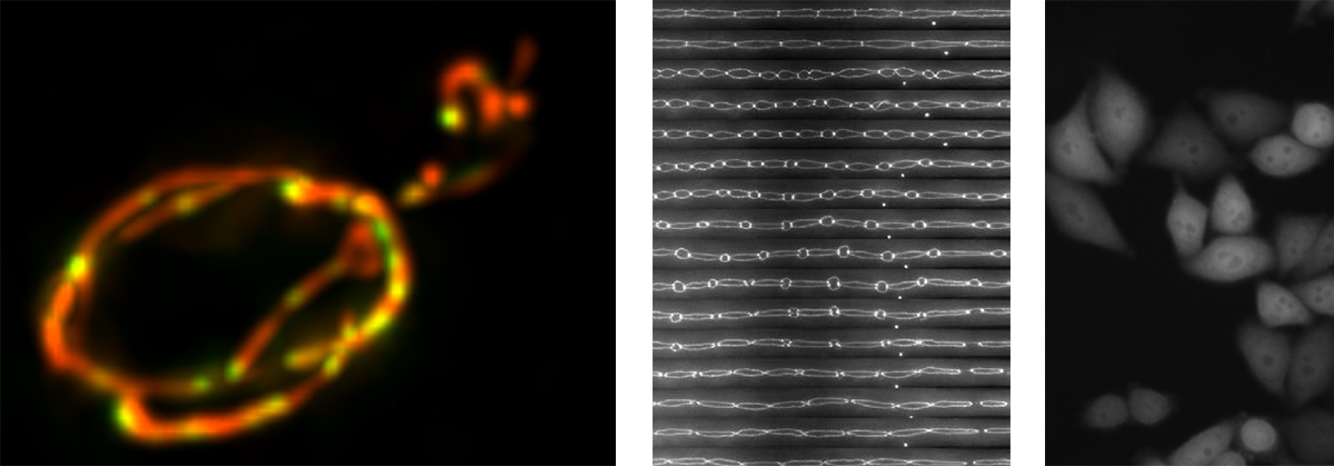 live-cell-samples2.jpg