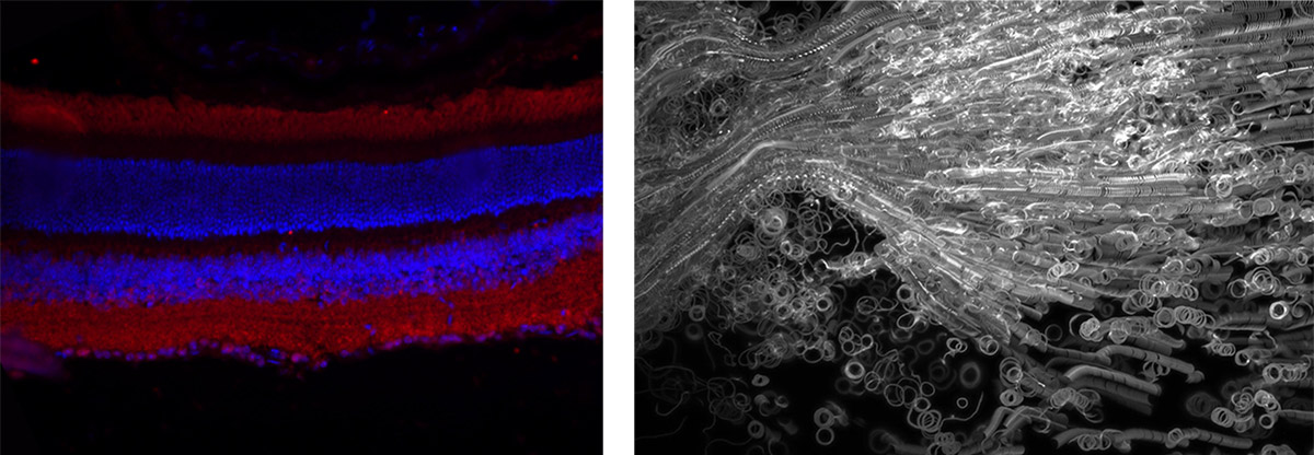 live-cell-samples3.jpg