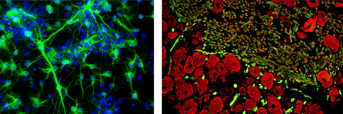 neuroscience-samples1.jpg