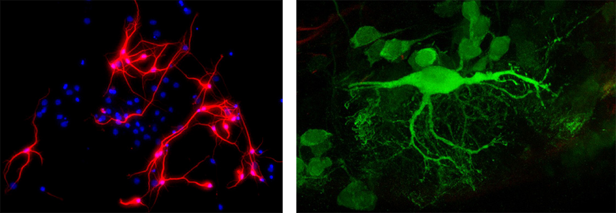 neuroscience-samples2.jpg