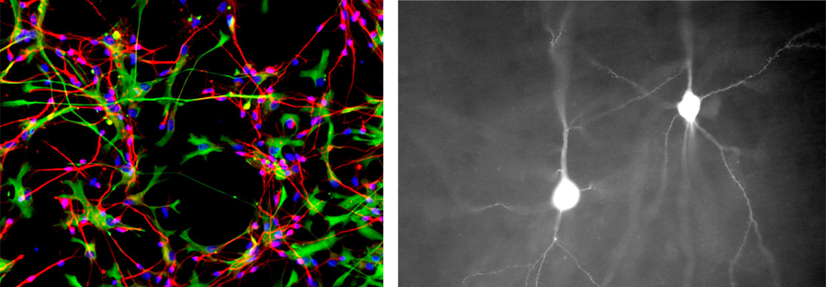 neuroscience-samples3.jpg