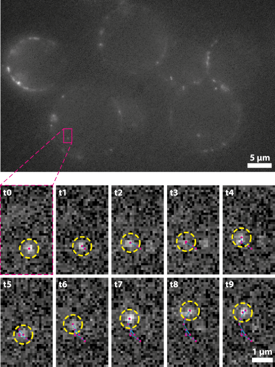 Single-molecule-01.png