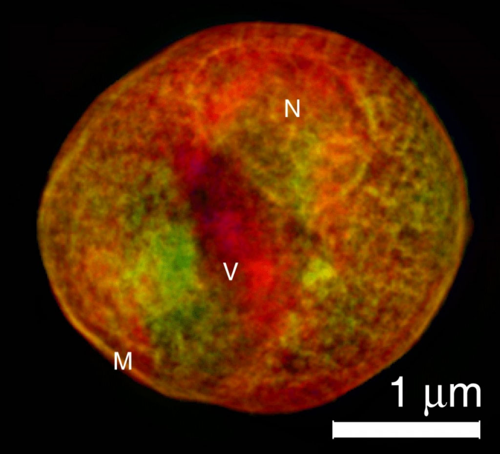 Figure-5-soft-x-ray-reconstructed-from-single-yeast-cell-Shapiro-1024x931.jpg